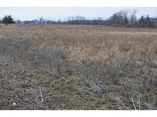 24 Grassland Acres - 20+/- Acres Wooded & 24+/- Acres Grassland, LAND AUCTION